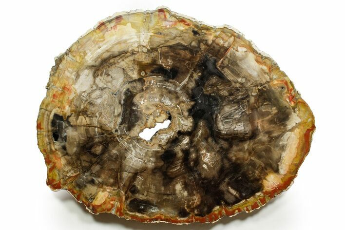 Polished Petrified Wood (Araucaria) Round - Madagascar #376818